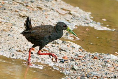 SARACURA SANÀ (Pardirallus nigricans)